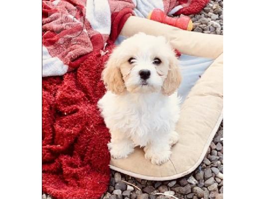PoulaTo: Διαθέσιμα χαριτωμένα κουτάβια Cavachon.